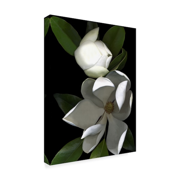 Susan S. Barmon 'White Magnolia' Canvas Art,18x24